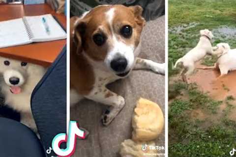 Best Compilation of Cute PUPPIES &amp; Funny DOGS! 🐶🐶
