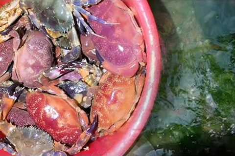 Fisherman catches fish and crab on the beach. Coastal foraging. Catching seafood.