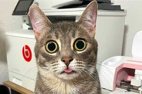 Funny animals - Funny dogs /cats - Funny animal videos 2022 #MC53