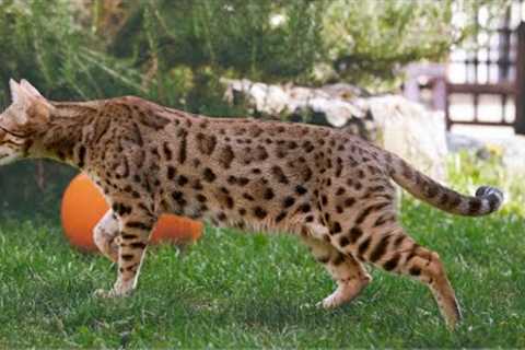 How to Train a Bengal Cat