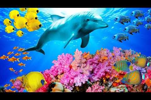 Soothing Stress Relief Music With Beautiful Coral Reef Fish, Relaxing Ocean Fish, Stunning Aquarium