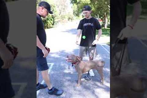 How to Stop Your Dog from Jumping on People