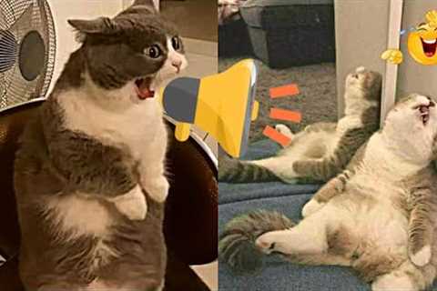 Cat Videos - Funniest Cats 😽 Try Not To Laugh 😂 Impossible tiktok