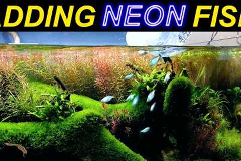 ADDING RAINBOWS to the RIVER AQUARIUM!! (finally time!!)
