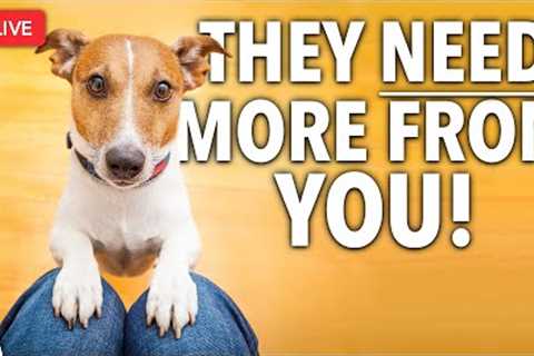 🔴 These 9 Rules Will Make Your Dog Training BETTER!