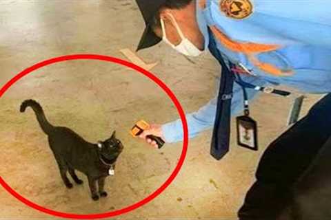 You Smile You Lose   Sweet Moments Cat And Human Will Melt Your Heart