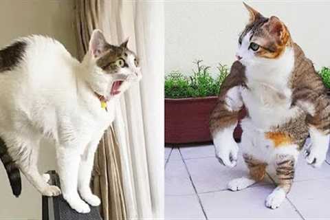 Funny Videos 2023 🐶 Funny Dog Videos, Funny Cat And Dog Videos, Funny Pets, Funny Animals #128