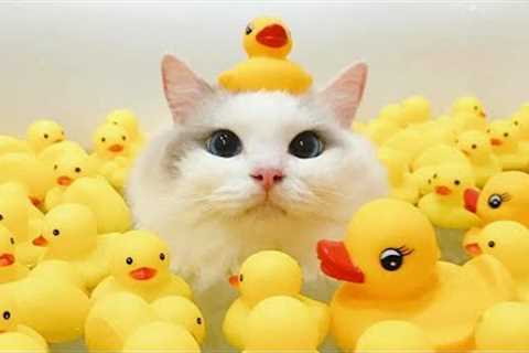 Funny Animal Videos 2022 😂 - Best Dogs And Cats Videos 😺😍 #24