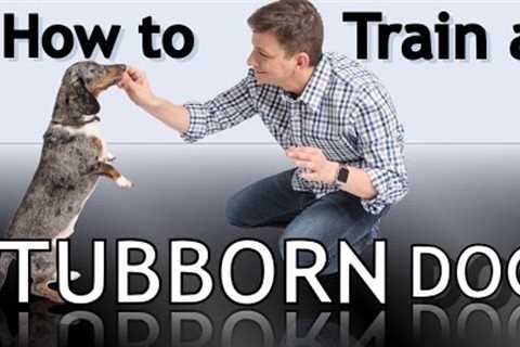 How To Train a Stubborn Dog