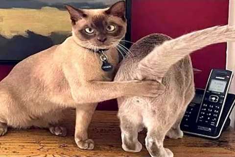 Funny Videos 2022 😹 Funny Kittens, Funny Pet Videos, Funny Animals, Funny Cats, Funny Dogs And Cats