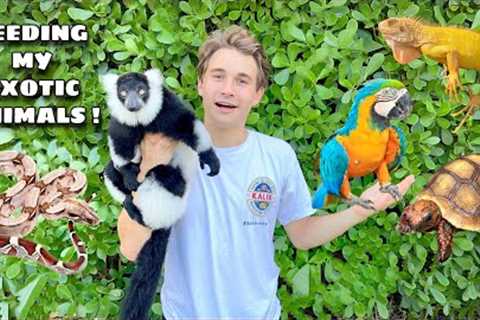 FEEDING ALL MY EXOTIC ANIMALS !