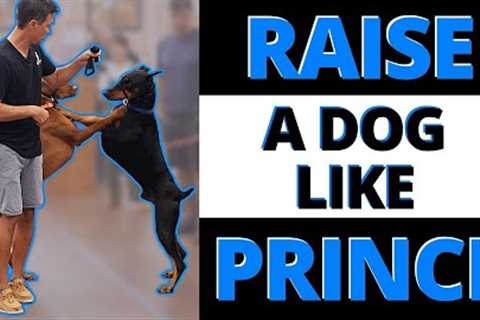 What they don't tell you about raising an amazing dog - Here it is.