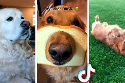 THE BEST CUTE AND FUNNY DOG VIDEOS OF 2022! 🐶