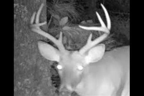 Raccoons, more bucks, an owl, blue heron, and more.