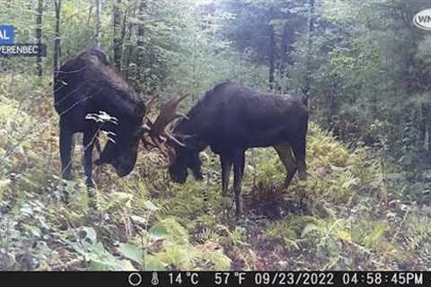 Video: Bull moose caught sparring on trail camera in New Hampshire