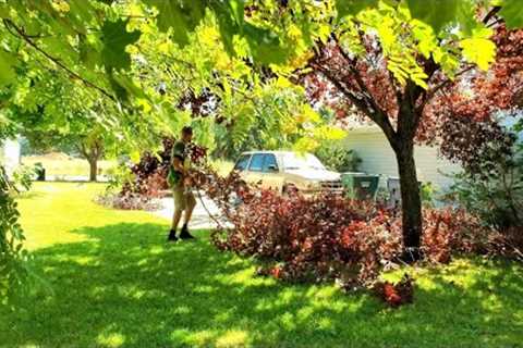 Free OVERGROWN Tree Trimming For This Fourplex Community