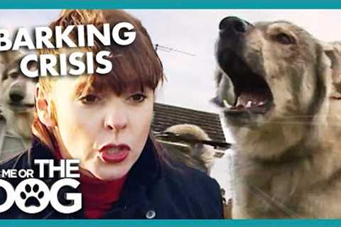'WANNABE WOLVES' Scare Entire Neighbourhood | It's Me or The Dog