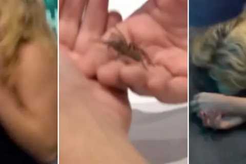 Australian Radio Host Collapses On Air After Facing Fear of Spiders