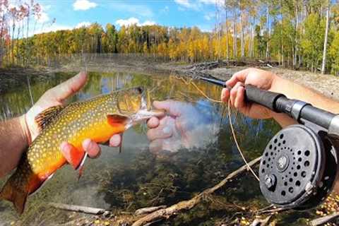 Fly Fishing for Fall-time Brook Trout and Rainbows! (Catch &amp; Cook)