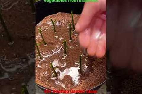 Use Aloe Vera to grow vegetables from cuttings - Gardening ideas for home/ DIY Rooftop Garden Ideas