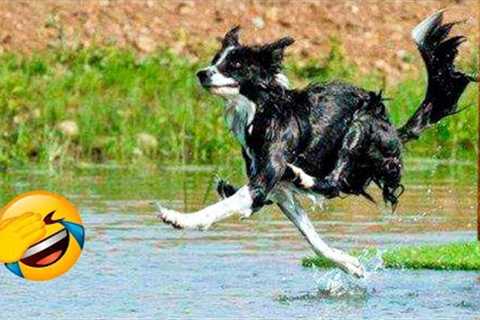Funny Animal Videos 2022 😂 - Funniest Cats And Dogs Videos 😺😍 #24