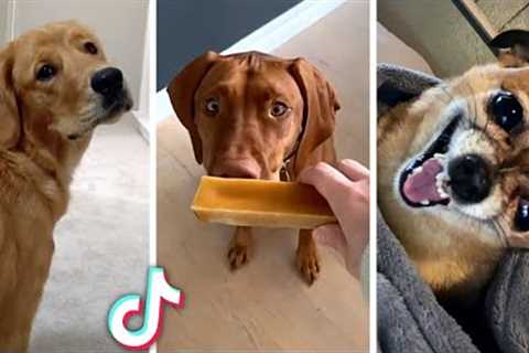 Best DOG Videos Ever!! 😻 (Funny PUPPIES Compilation) 😹
