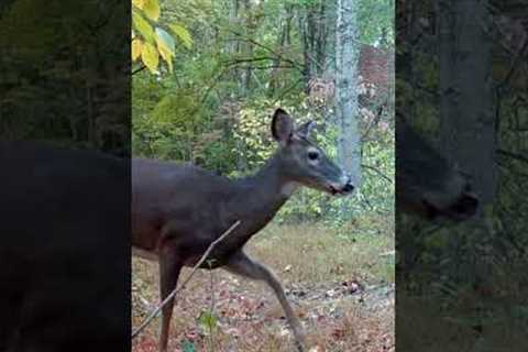 Trail Camera: Deer Spots Camera!!!