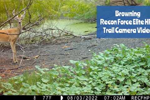 Browning Recon Force Elite HP5 Trail Camera Video: July 30- Aug. 3, 2022