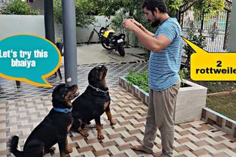 how to handle two Rottweilers | funny dog videos | the rott new video