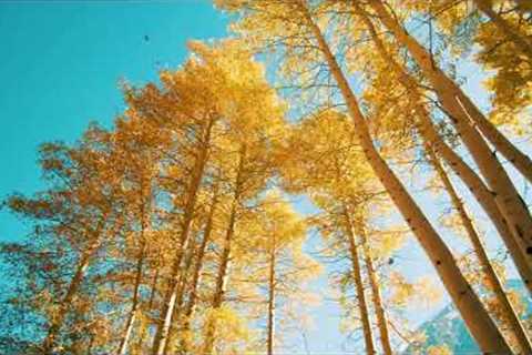 Relaxing Music - Beautiful Nature Videos - Reduce Stress, Anxiety &amp; Depression - Soul Healin..