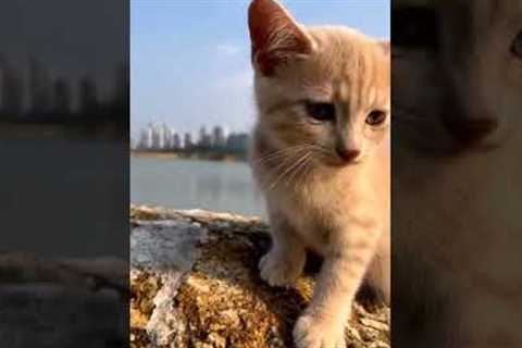 meon @Cat Videos @Cat Videos @cat videos @CatVid Repository #kittylover#catfood #catoftheday