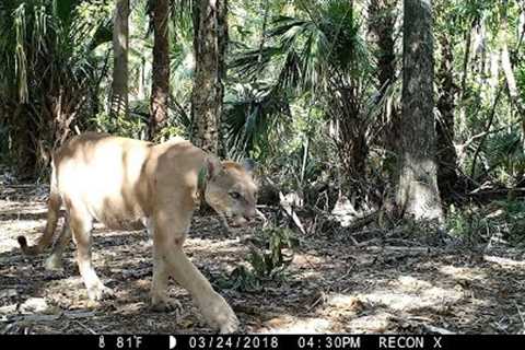 Florida Everglades Trail Camera Pickup