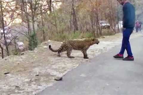 40 Dangerous Animals Caught Being Friendly