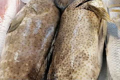 🛑fishing dammam cornich 🛑