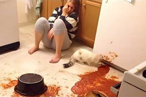 Owners are CRYING, you are LAUGHING! - Funny ANNOYING &amp; TROUBLEMAKING CATS