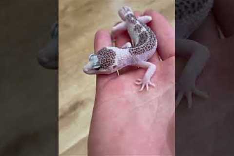 Merry Christmas every one! #gecko #pets #lizard #reptile #leopardgecko #animals #exoticpets #snakes