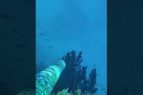 Snapper #spearfishing #fishing #fish #pesca #sea #deep #blue#fisherman #fishinglife #mare