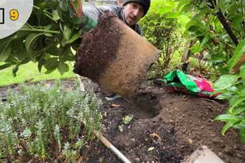 The Right Way To Plant ERICACEOUS Plants | Tips And Tricks To Make Your Garden Look Stunning