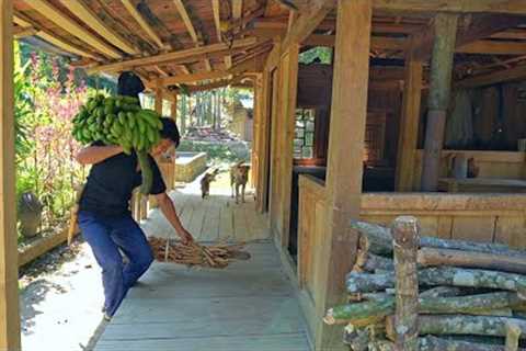 Wonderful result of 6 months of growing bananas. Going to the forest to pick medicine | Ep.238