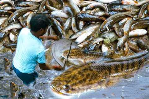Catch Fish And Cooking Fish Tasty Recipe | Traditional styles Cook.