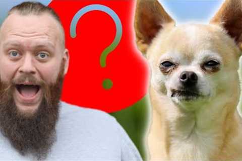 PROFESSIONAL DOG TRAINER REVEALS LEAST FAVOURITE DOG BREEDS TO TRAIN