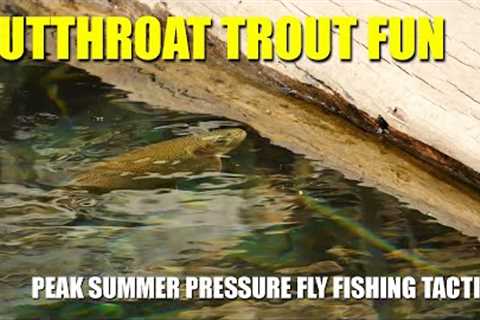 Cutthroat Trout Fun - at Peak Summer Pressure Fly Fishing Tactics