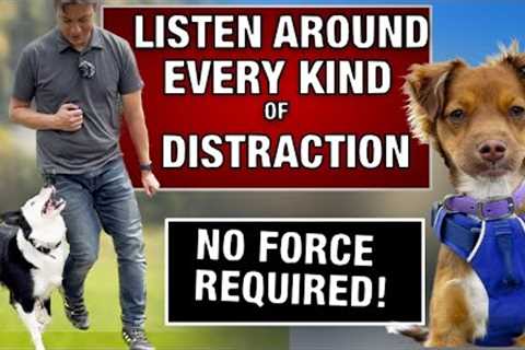 You Are Seconds From a Trained Dog! How I Train Every Dog to RESIST EVERY DISTRACTION
