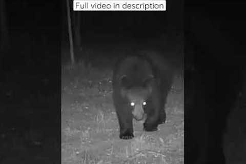 Trail camera - black bear