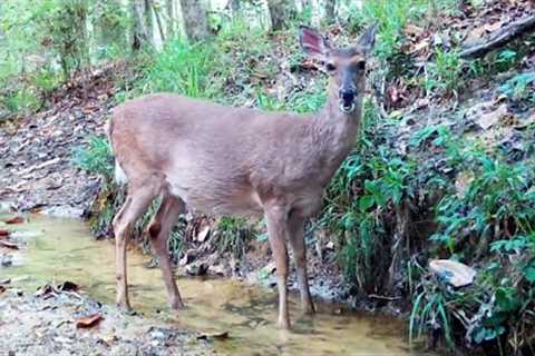 Wild Alabama May 2022 Trail Cam Videos (My first videos of baby pigs and baby turkeys)