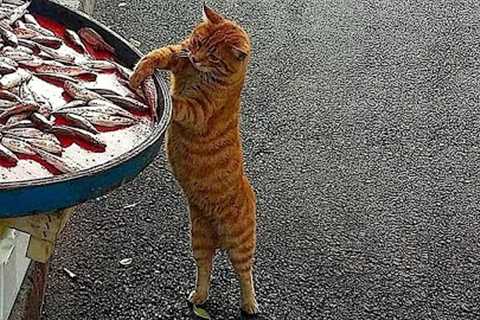 Funniest Cats And Dogs Videos 😺😍#83