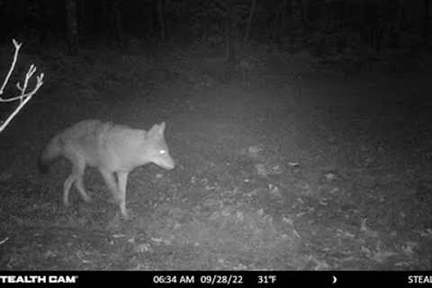 Trail Camera Picture Update EP.2