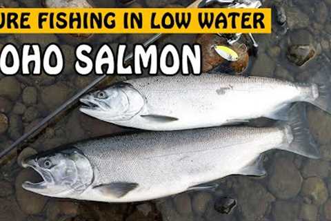 Lure Fishing for COHO SALMON in Low and Clear River! | Fishing with Rod
