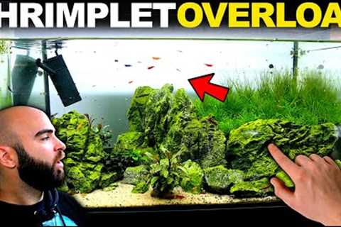 MOST Successful Shrimp Tank EVER!!! (fish room updates)