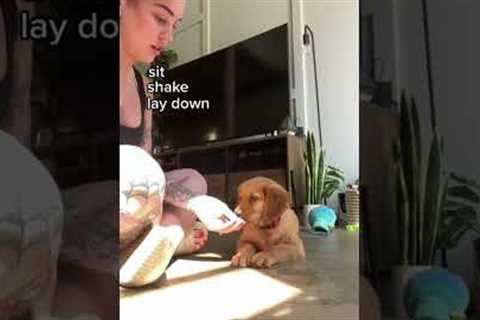 How to train your 9 week old puppy to do tricks (Dog Training) 🐕 #shorts #dogs #dogtraining